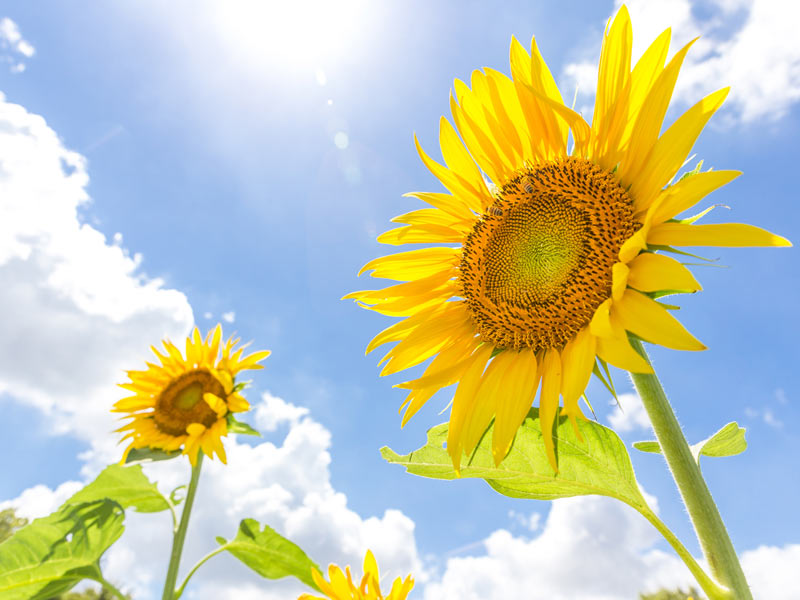 太陽を追いかけて動く ひまわり なのは花が咲くまで ウェザーニュース