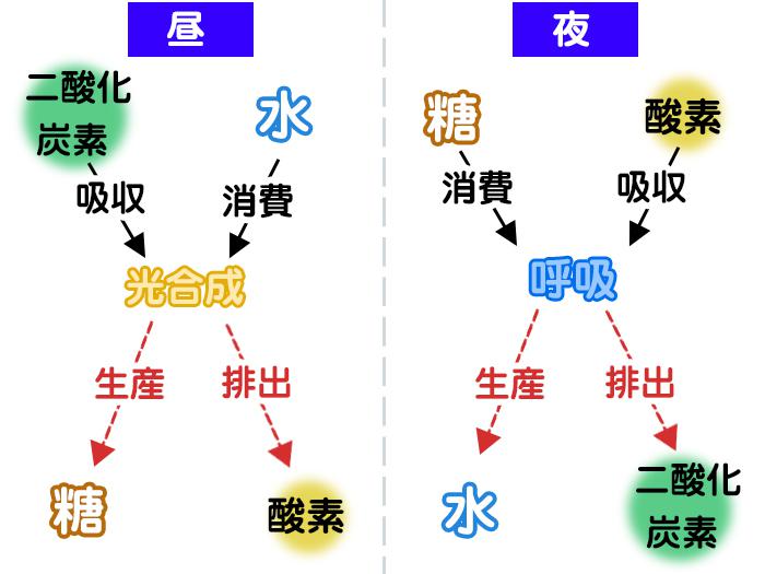 蒙霧升降 霧で野菜が美味しくなる ウェザーニュース