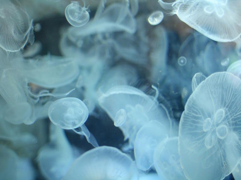 猛暑で海水温も上昇 クラゲに影響は ウェザーニュース