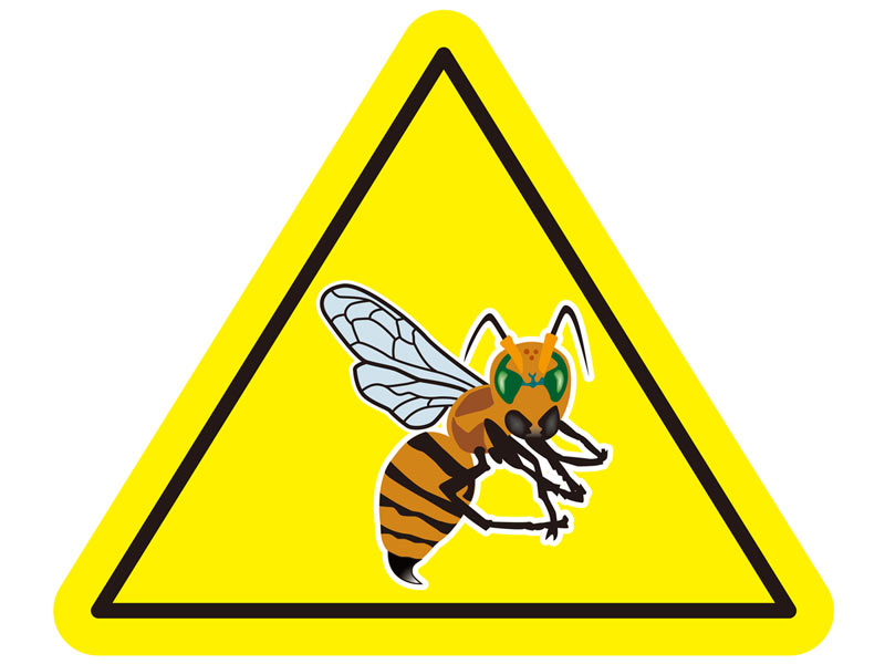 例年になく攻撃的なスズメバチ 遭遇したときの対処法 ウェザーニュース
