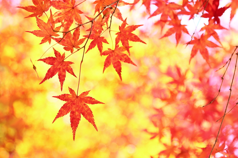 紅葉見頃予想18 猛暑が紅葉に好影響 広範囲で鮮やかな色付きに期待 ウェザーニュース