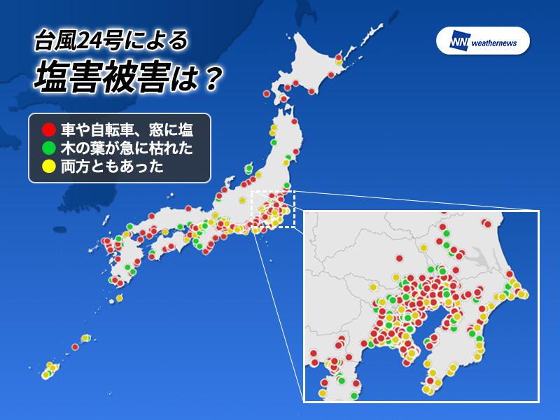 被害続出 台風による植物の塩害対策とアフターケア ウェザーニュース