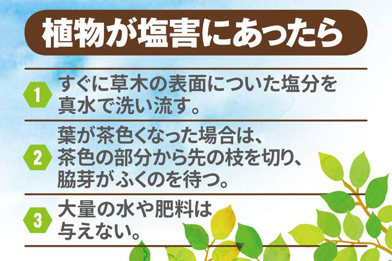 被害続出 台風による植物の塩害対策とアフターケア ウェザーニュース