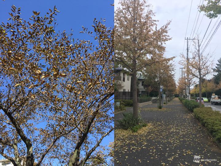 被害続出 台風による植物の塩害対策とアフターケア ウェザーニュース