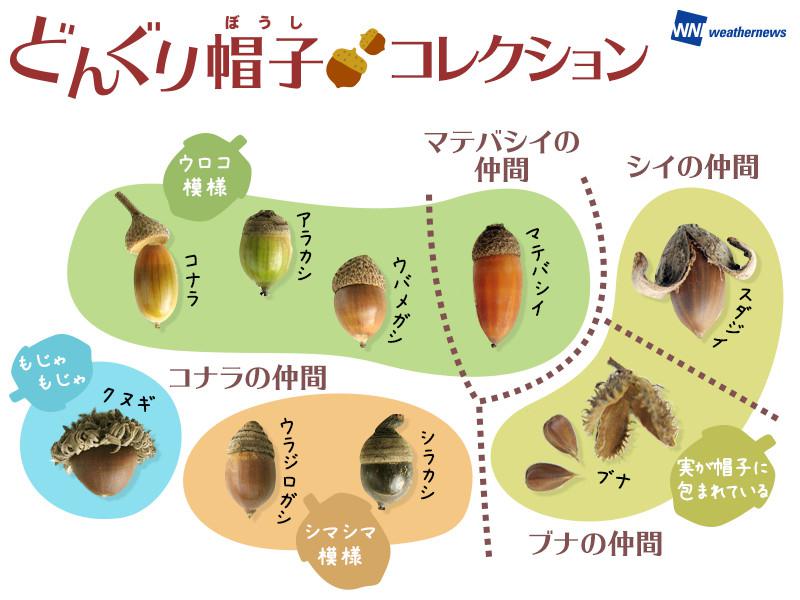 可愛い帽子にキュン 親子一緒にどんぐり拾いに出かけよう ウェザーニュース 可愛い帽子にキュン 親子一緒にどんぐり拾いに出かけよう ウェザーニュース