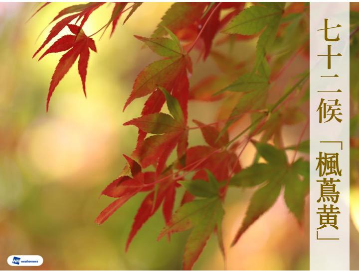 楓蔦黄】秋の主役が色づき始める季節 - ウェザーニュース