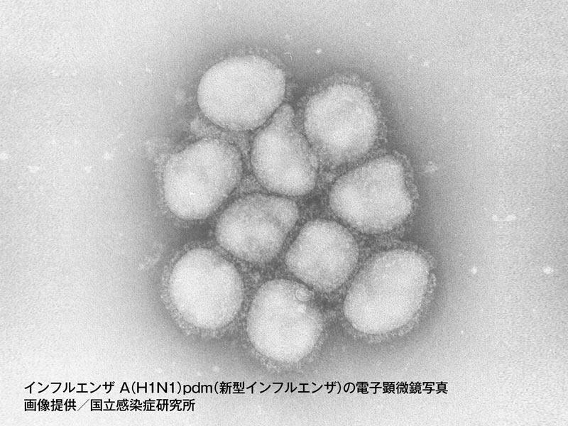 冬にインフルやノロが流行る理由 ウイルス 不活化 までの寿命とは コルデコ冬にインフルやノロが流行る理由 ウイルス 不活化 までの寿命とは コルデコ