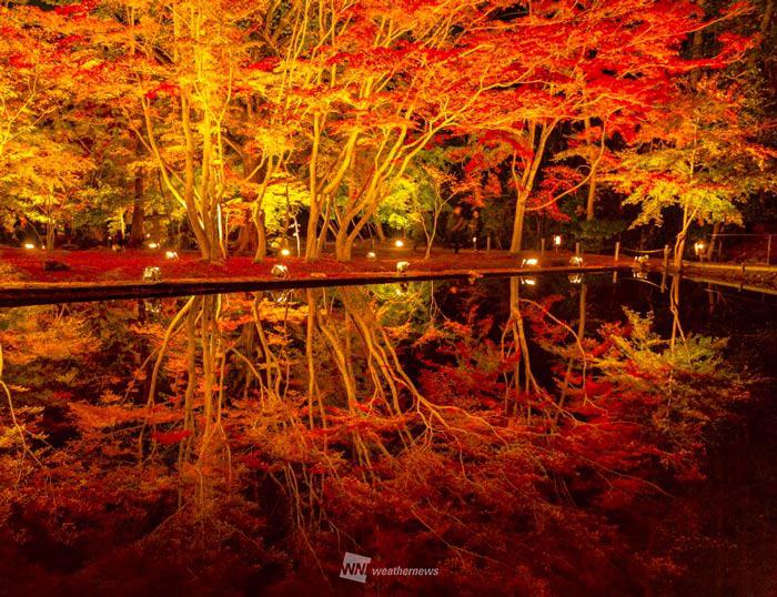 夜の紅葉絶景 水鏡に映える木々 岐阜 曽木公園 ウェザーニュース