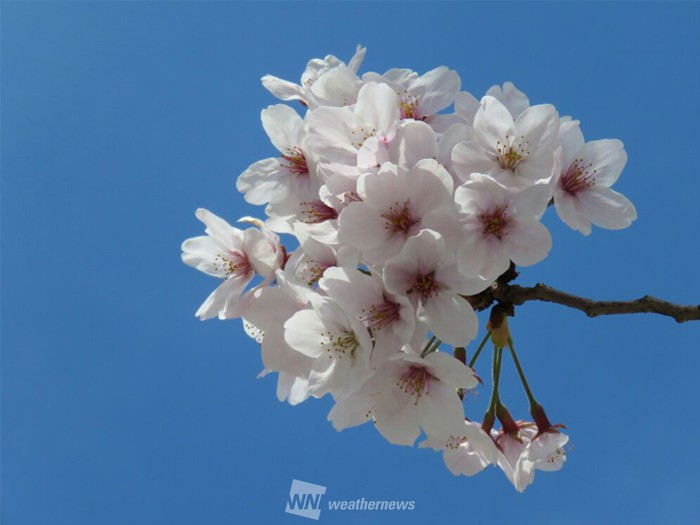 知らずに使うと恥ずかしい？ 「小春日和」が表す季節とは - ウェザー