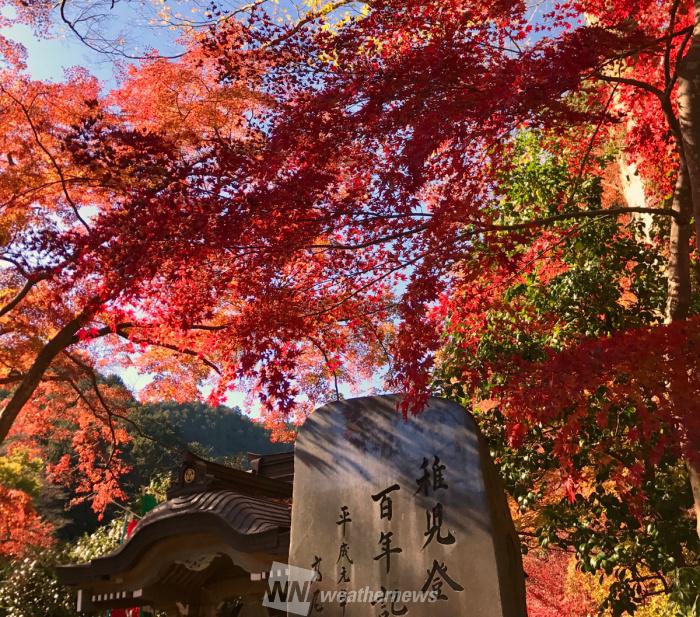京都も見頃へ 三連休おすすめ紅葉スポット 11月23日 25日 ウェザーニュース