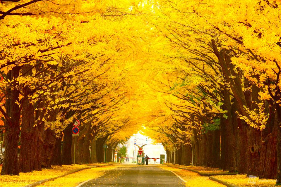 目前が一色に！この秋見られた一面の紅葉絶景 - ウェザーニュース