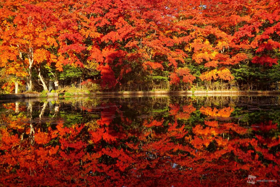 目前が一色に！この秋見られた一面の紅葉絶景 - ウェザーニュース