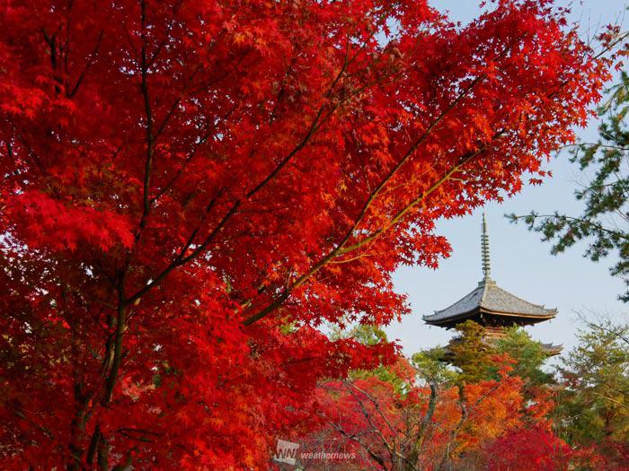 紅に染まる京都 師走に入り紅葉ピークに - ウェザーニュース