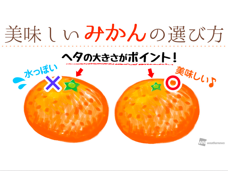 経験を積むほど甘くなる ヘタ が語る美味しいみかんの見分け方 ウェザーニュース