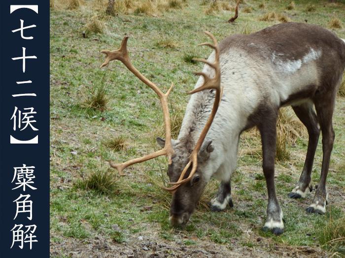 麋角解 角が生え変わる時期はオスとメスで違った ウェザーニュース