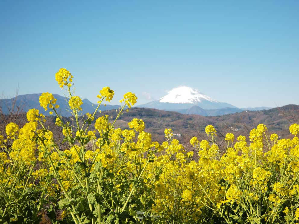 春を先取り 菜の花と早春の富士 神奈川 ウェザーニュース