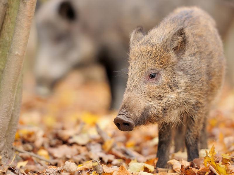 猪突猛進」は間違い!? 今年の干支イノシシに関する3つの誤解