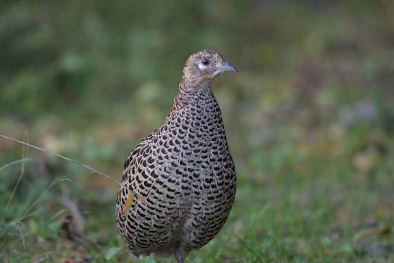 雉始雊】日本の国鳥でもあるキジってどんな鳥？ - ウェザーニュース