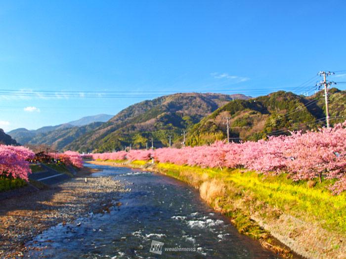 早春を彩る 関東周辺 河津桜の名所 ウェザーニュース