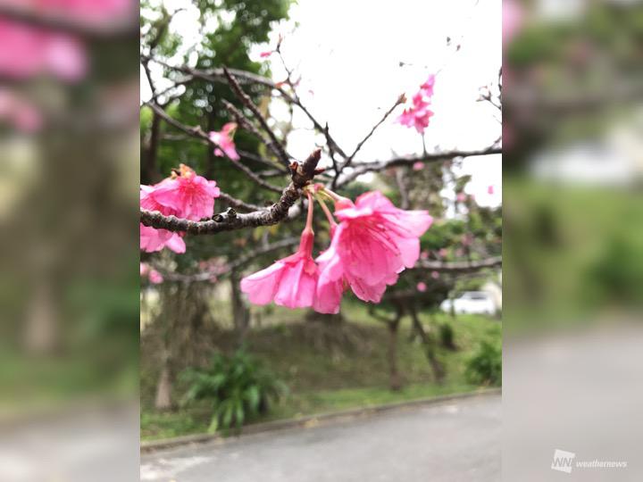 那覇でヒカンザクラ満開 開花から１か月のノンビリペース ウェザーニュース