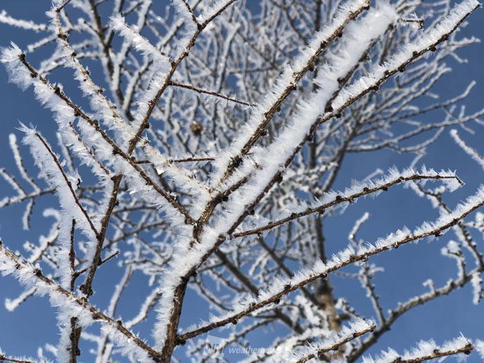 樹霜 フロストフラワー 霧氷 北海道や長野で極寒の風物詩 ウェザーニュース