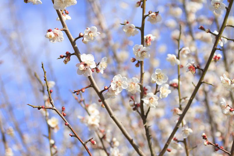 万葉集の時代から愛される 梅 花の色による素敵なネーミングとは ウェザーニュース