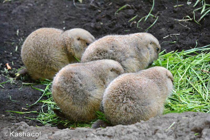 フワフワ まるまる の今が一番かわいい 冬毛の動物たちが待っている ウェザーニュース