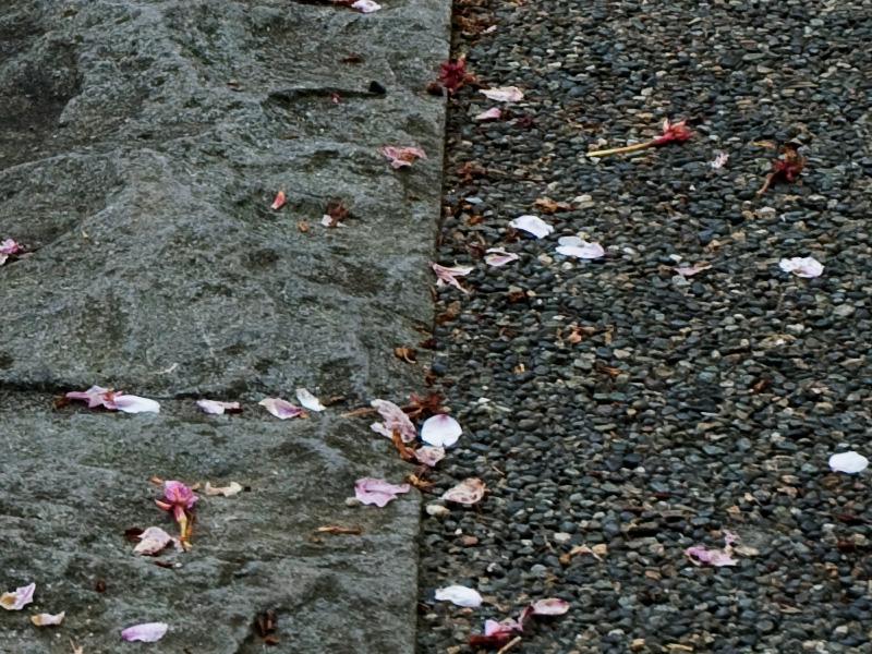 晩春の季語 ウェザーニュース