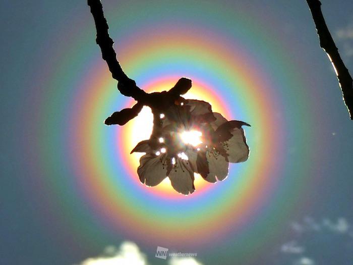 3月8日は 花粉光環 の報告が続々 花粉大量飛散のサイン ウェザーニュース