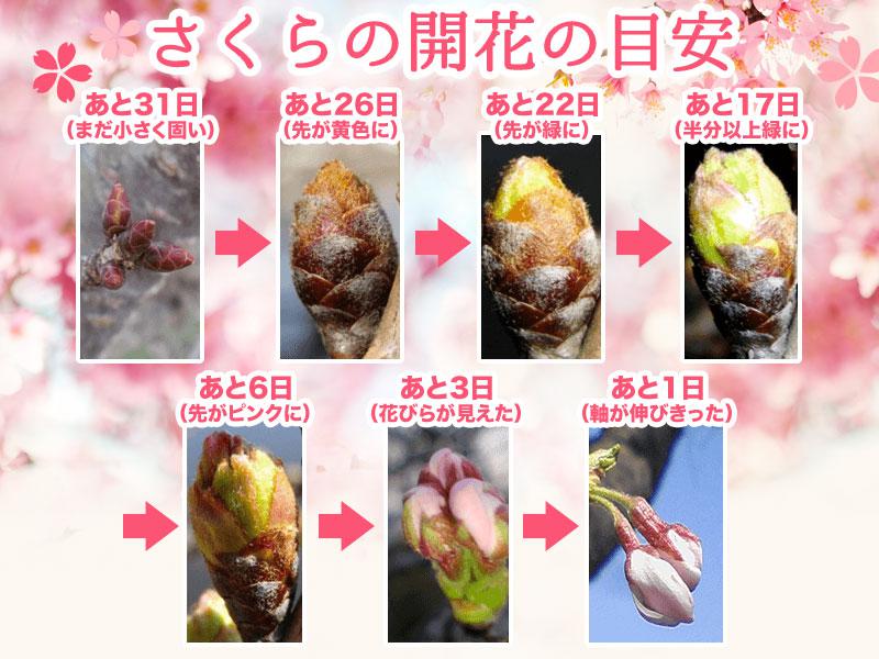 東京の桜カウントダウン ピンクの花びらがチラリ ウェザーニュース