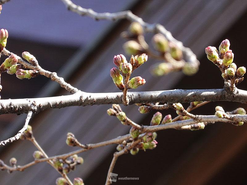 東京の桜カウントダウン ピンクの花びらがチラリ - ウェザーニュース