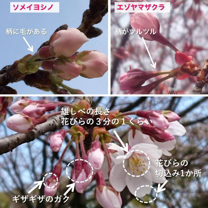 開花する前から分かる ソメイヨシノの見分け方 ウェザーニュース