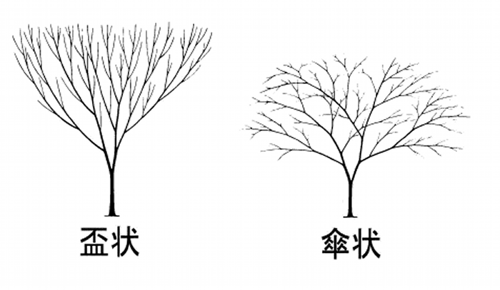 開花する前から分かる ソメイヨシノの見分け方 ウェザーニュース