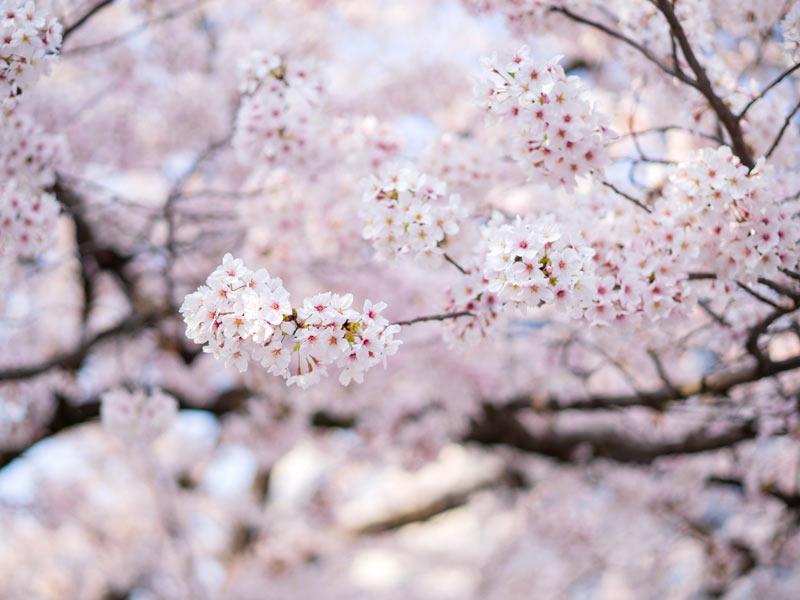 家の庭に桜を見かけない理由 ウェザーニュース