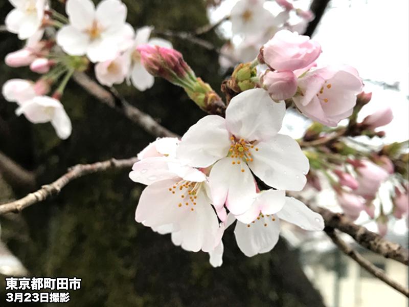 23日 土 佐賀県で桜開花 桜の生長は一時的にスローダウン ウェザーニュース