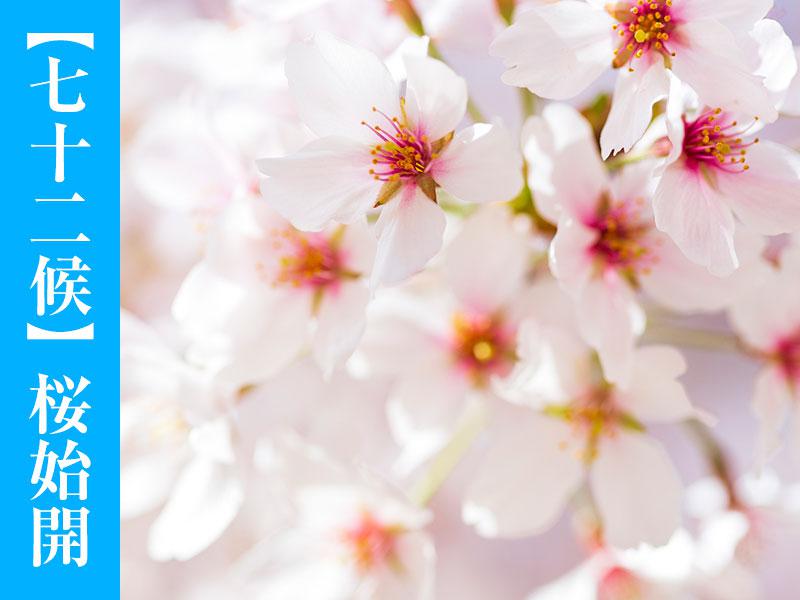 七十二候】桜始開 様々な桜……どれが好き？ - ウェザーニュース