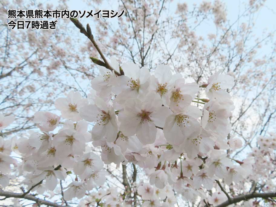 熊本でソメイヨシノ開花 九州最後になるのは初 今年から標本木が変更 ウェザーニュース