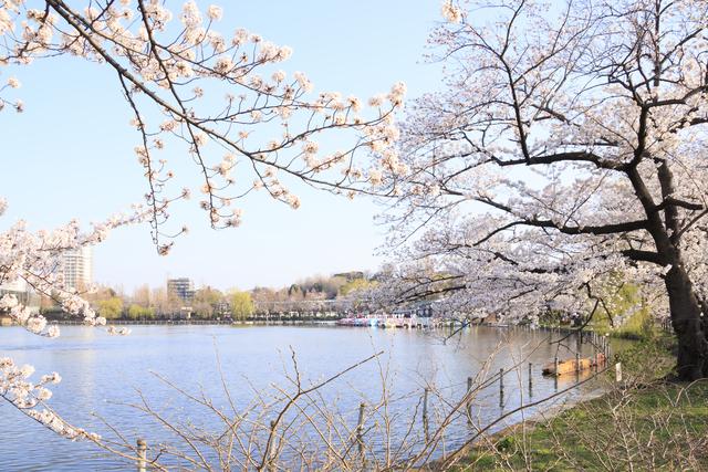 上野公園が元祖 ソメイヨシノの原木の可能性 ウェザーニュース