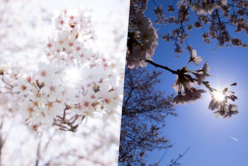 天気別にわかる 桜の写真の撮り方 ウェザーニュース