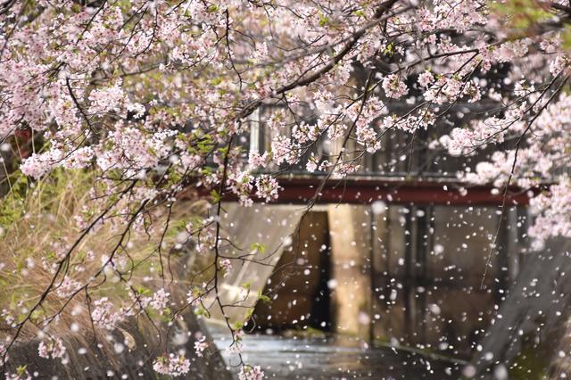 天気別にわかる 桜の写真の撮り方 ウェザーニュース