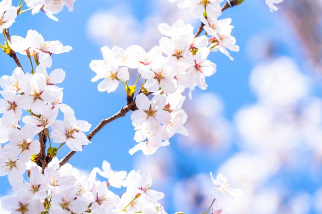 天気別に分かる 桜の写真の撮り方 ウェザーニュース