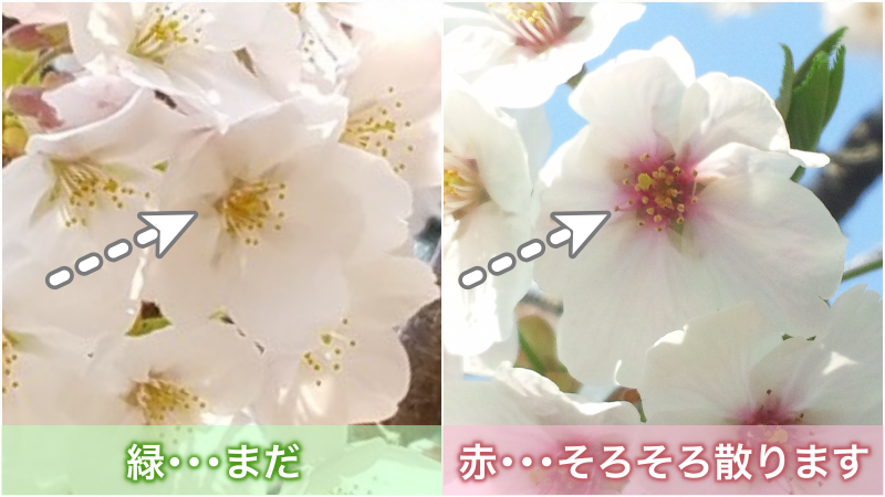 東京は今週末がお花見ラストチャンス 桜が散るかどうかはココで見分ける ウェザーニュース