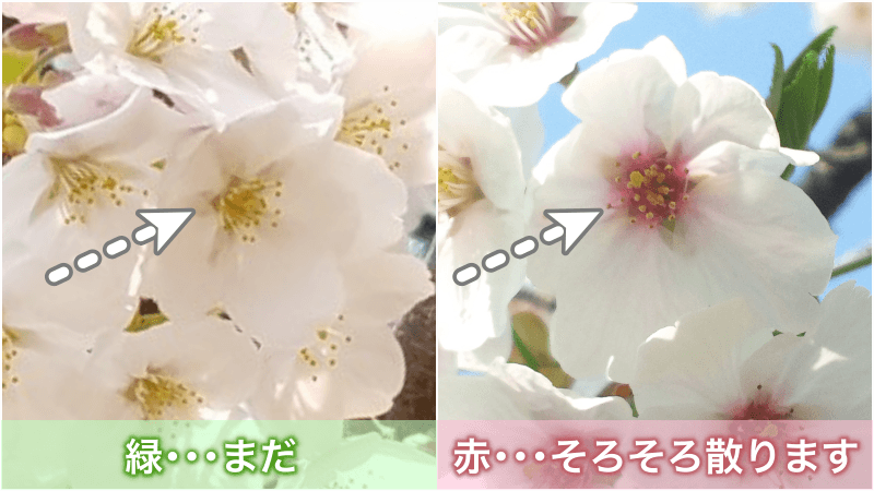 東京は今週末がお花見ラストチャンス 桜が散るかどうかはココで見分ける ウェザーニュース