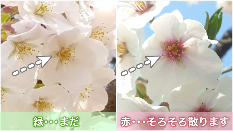 桜が散るサイン ご存知ですか ウェザーニュース