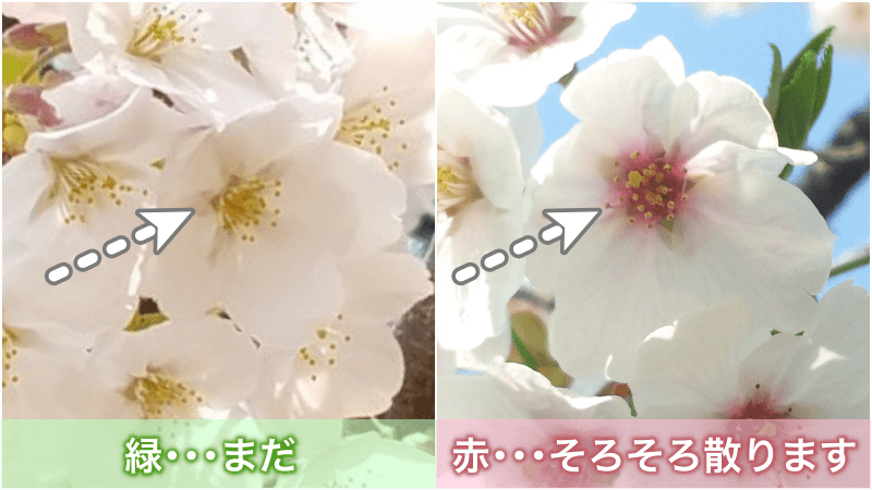 桜が散るサイン、ご存知ですか？ - ウェザーニュース