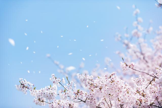 桜が散るサイン ご存知ですか ウェザーニュース