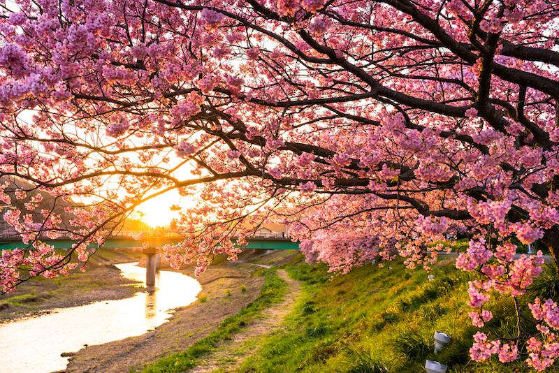 昔から日本人は春が好き 時間帯を表す春の季語 19年4月8日 Biglobeニュース