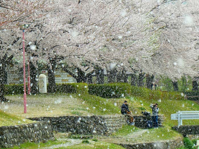 風速4 5m Sが 桜吹雪 を一番美しく見せる ウェザーニュース