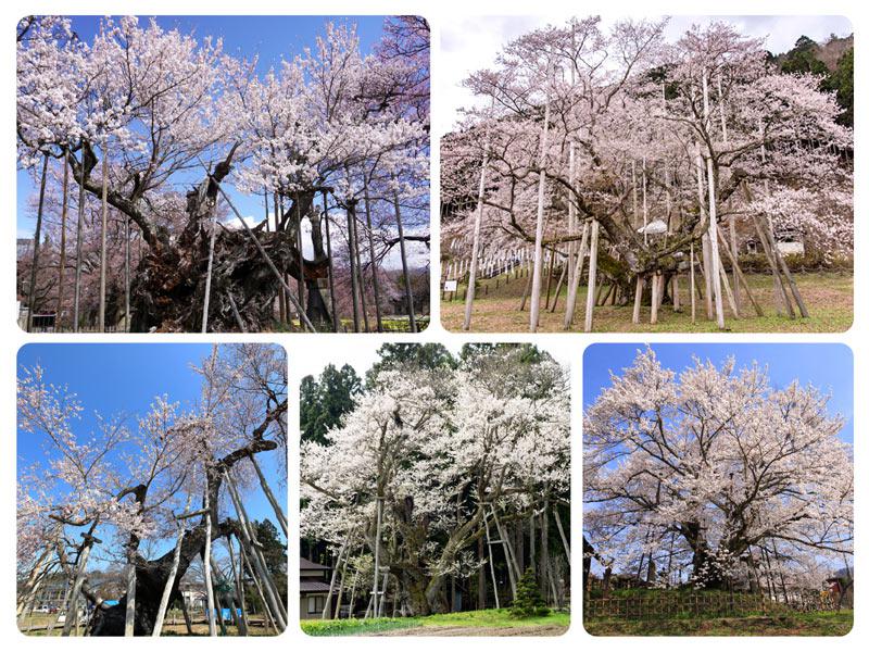 圧巻の迫力 樹齢10年超えの 一本桜 5選 ウェザーニュース