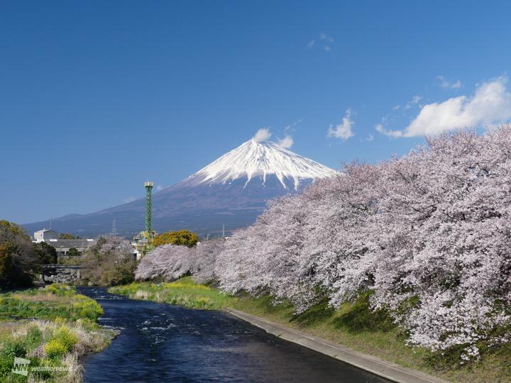 富士に桜 日本を代表する2つの絶景がコラボ 記事詳細 Infoseekニュース